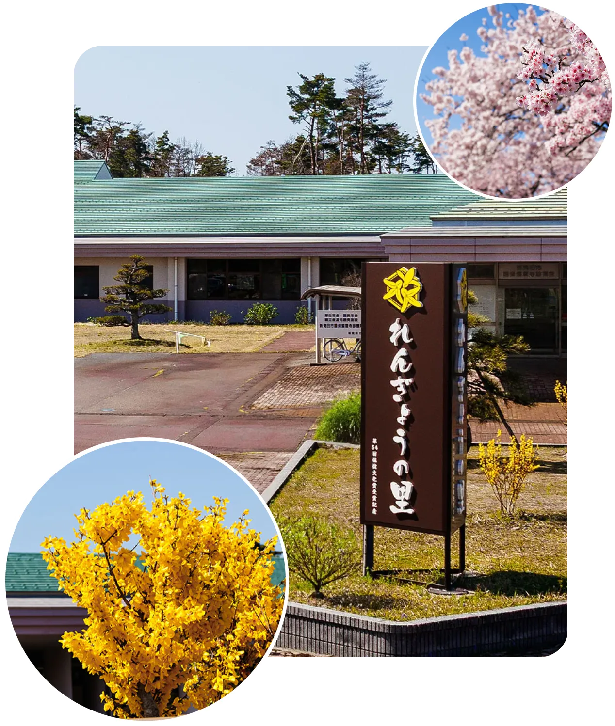 れんぎょうの里