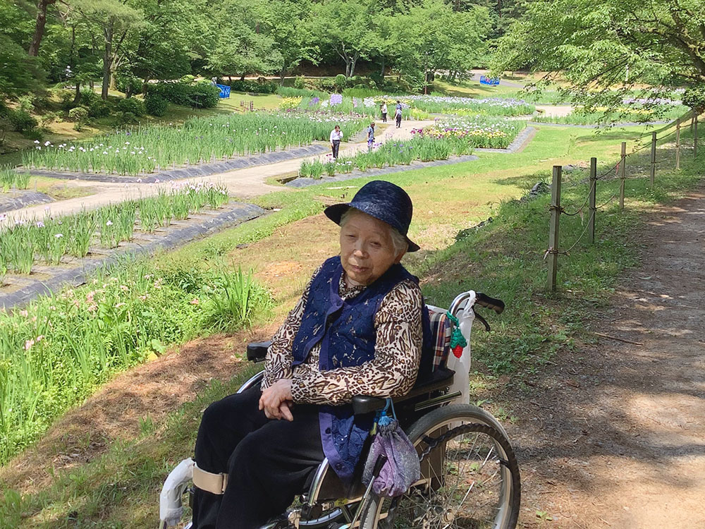 あやめ鑑賞